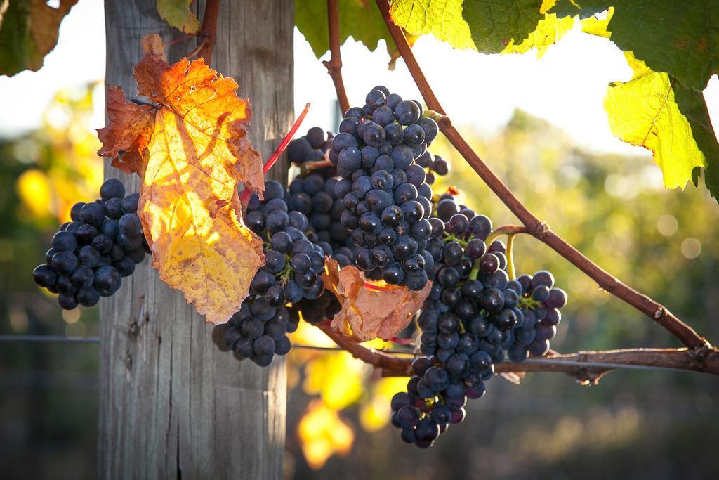 Straw Lodge Vineyard And Boutique Lodging Renwick Exterior foto